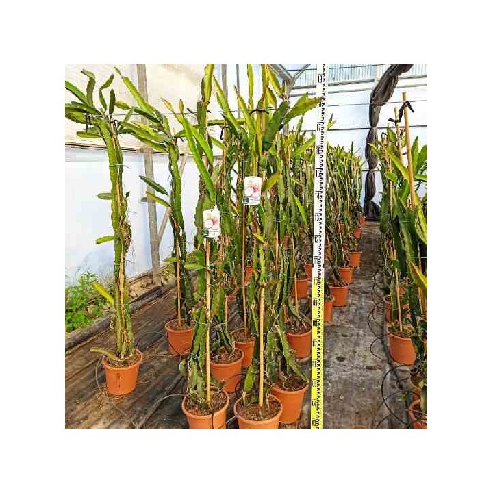 Pitaya : Hylocereus undatus(Pitaya ou fruit du dragon)