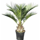 Jubaea chilensis