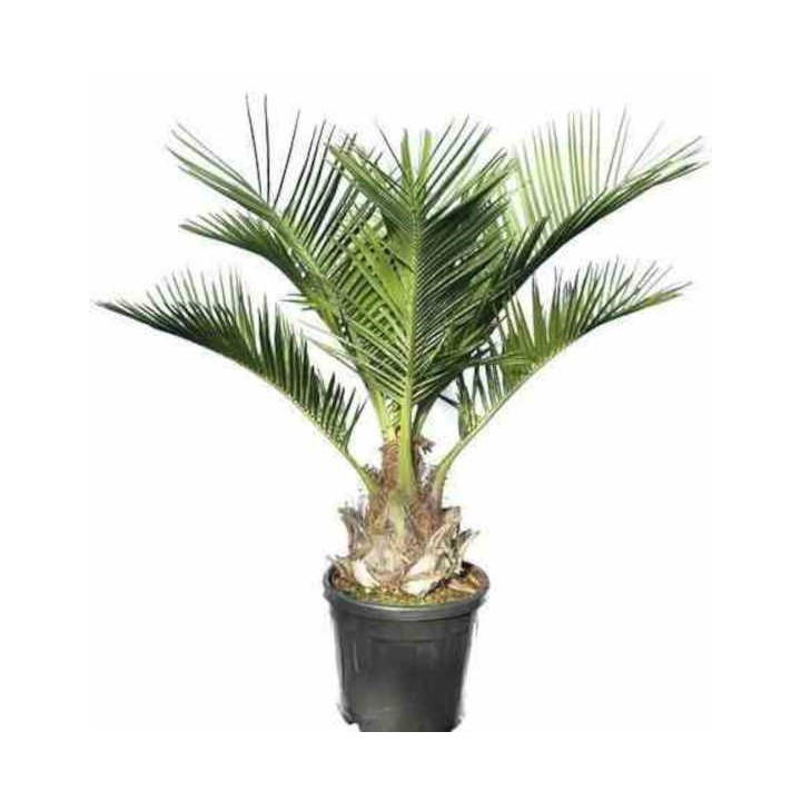 Jubaea chilensis