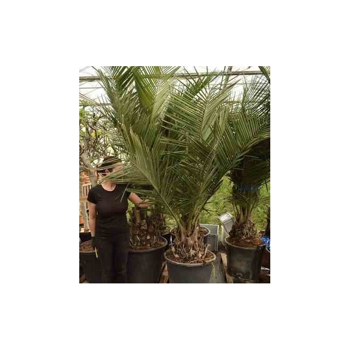 Jubaea chilensis