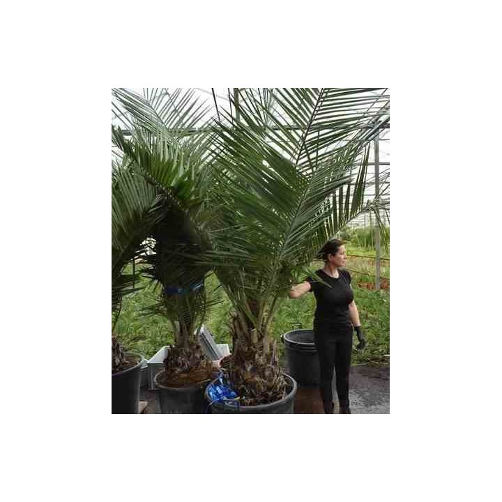 Jubaea chilensis