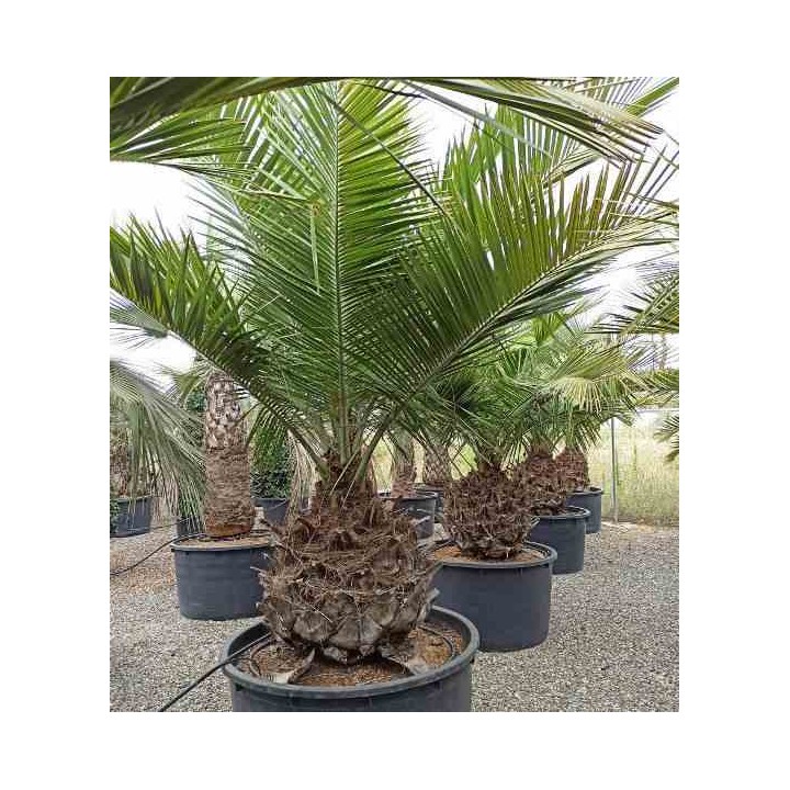 Jubaea chilensis