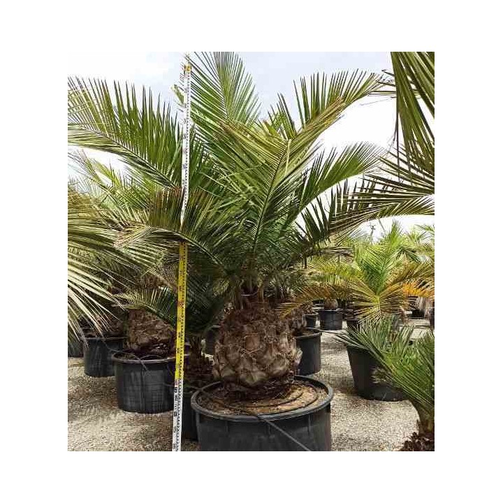 Jubaea chilensis