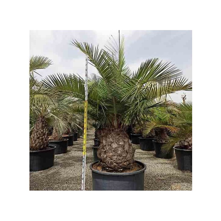 Jubaea chilensis