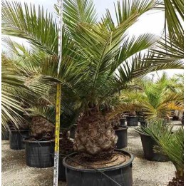 Jubaea chilensis
