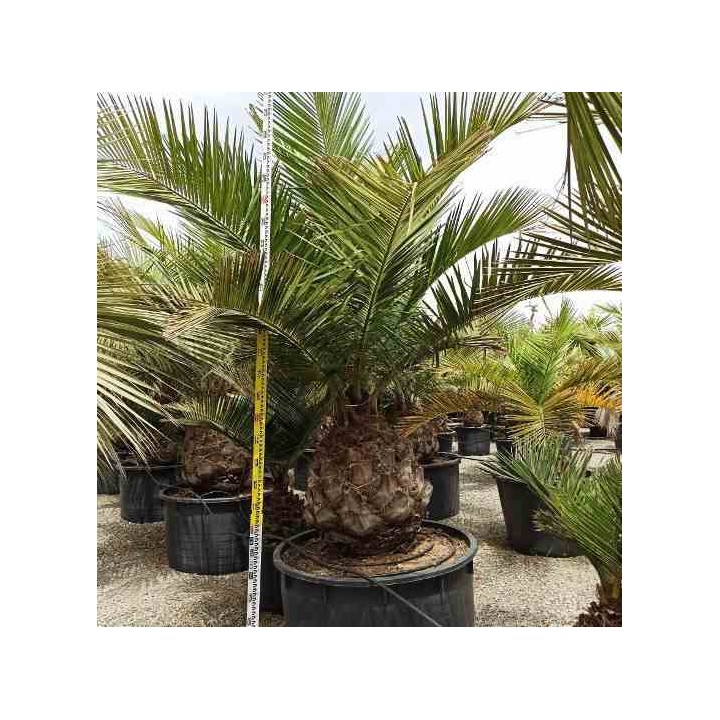 Jubaea chilensis