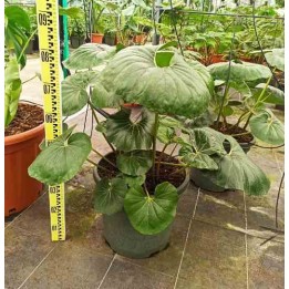 Ligularia tussilaginea (plante panthère)