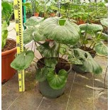 Ligularia tussilaginea (plante panthère)