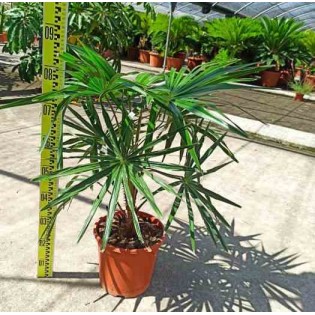 Livistona australis (Palmier éventail d'Australie)