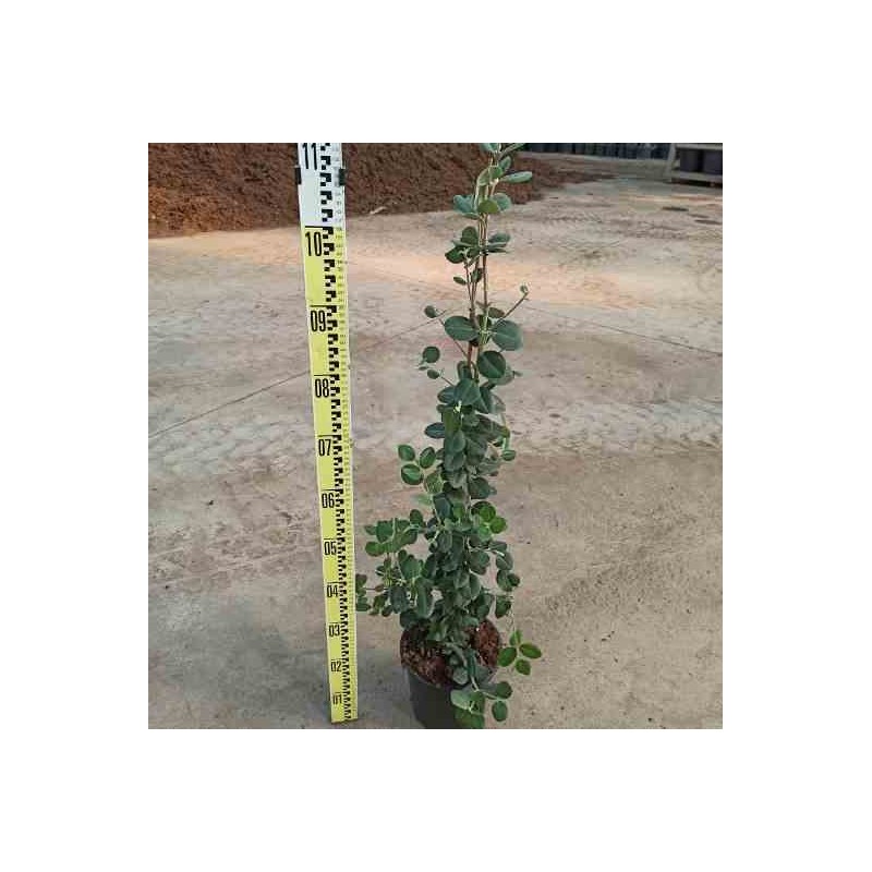 Metrosideros excelsa (Arbre de Noël)