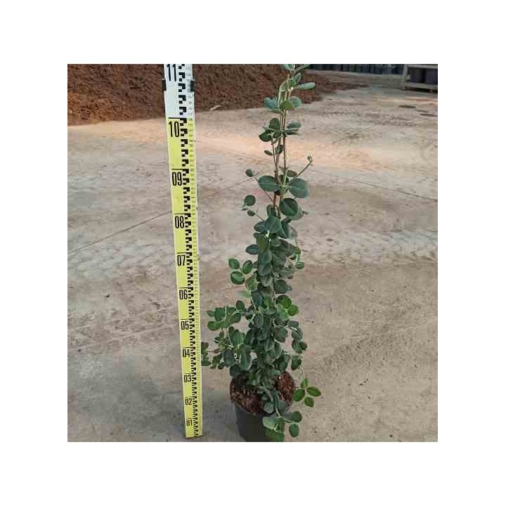 Metrosideros excelsa (Arbre de Noël)