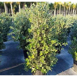 Metrosideros excelsa (Arbre de Noël)