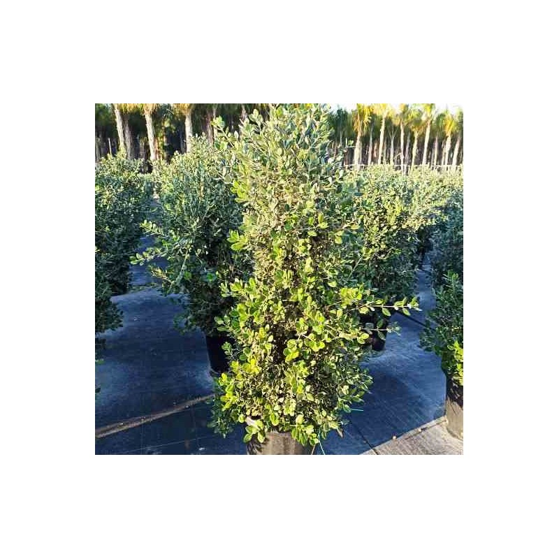 Metrosideros excelsa (Arbre de Noël)