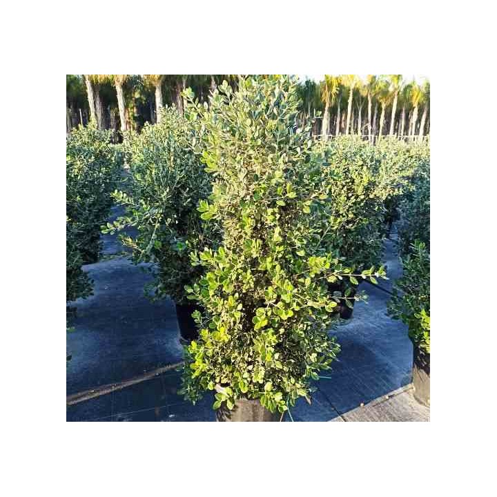 Metrosideros excelsa (Arbre de Noël)