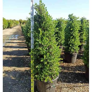 Metrosideros excelsa (Arbre de Noël)