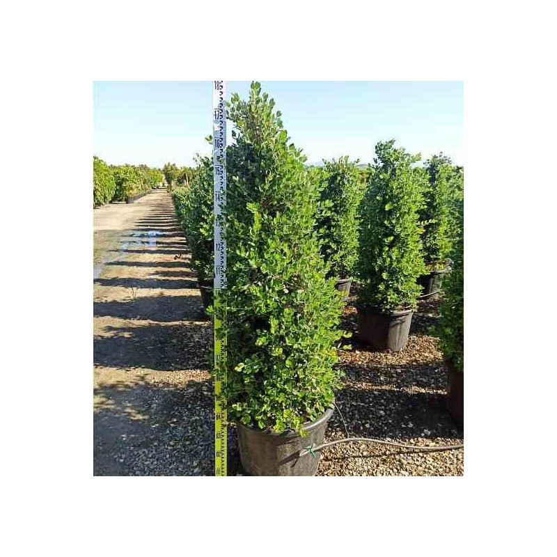 Metrosideros excelsa (Arbre de Noël)