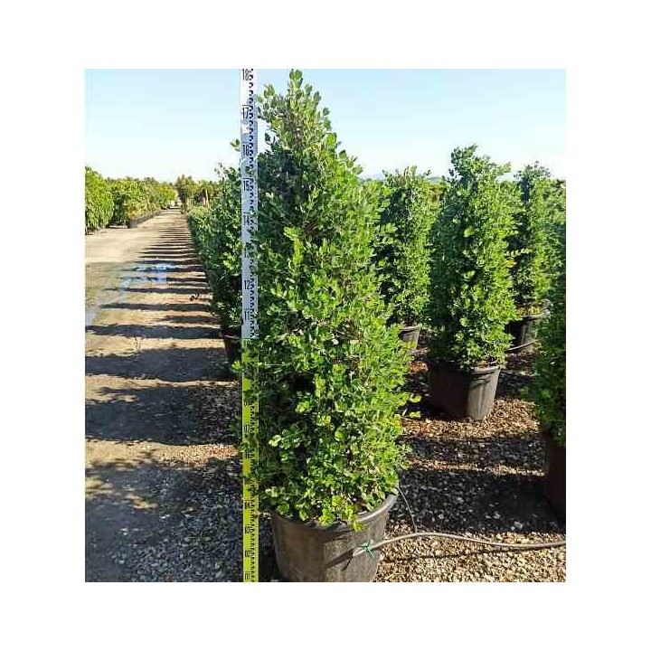 Metrosideros excelsa (Arbre de Noël)