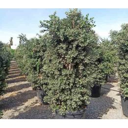 Metrosideros excelsa (Arbre de Noël)