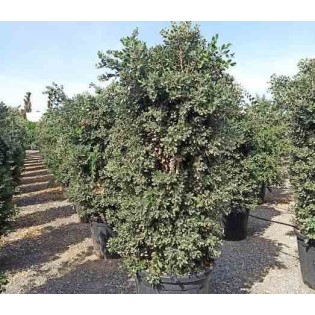 Metrosideros excelsa (Arbre de Noël)