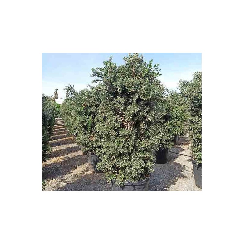 Metrosideros excelsa (Arbre de Noël)