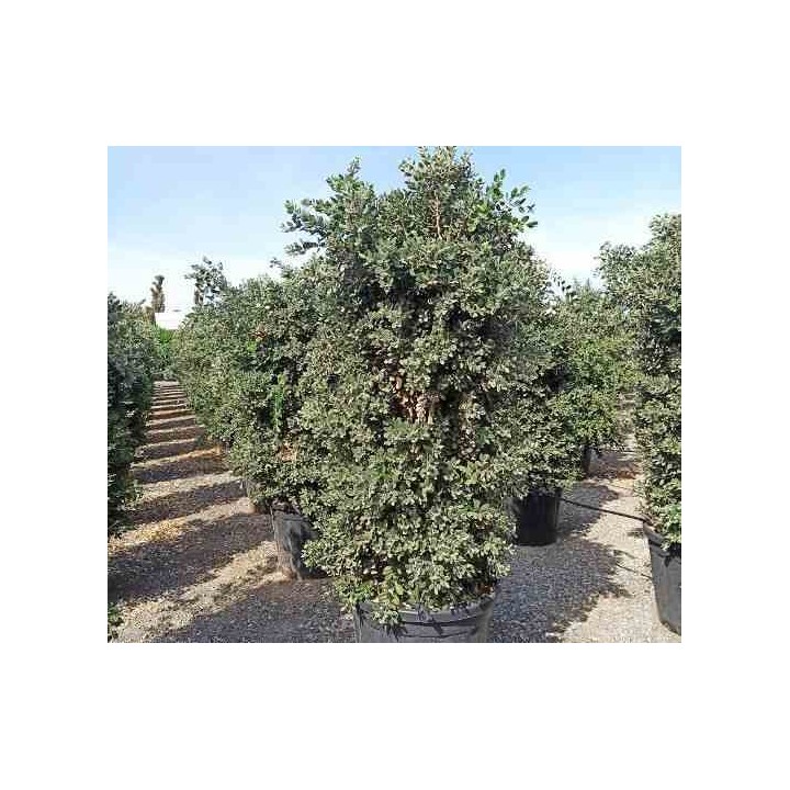 Metrosideros excelsa (Arbre de Noël)