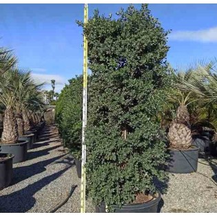 Metrosideros excelsa (Arbre de Noël)