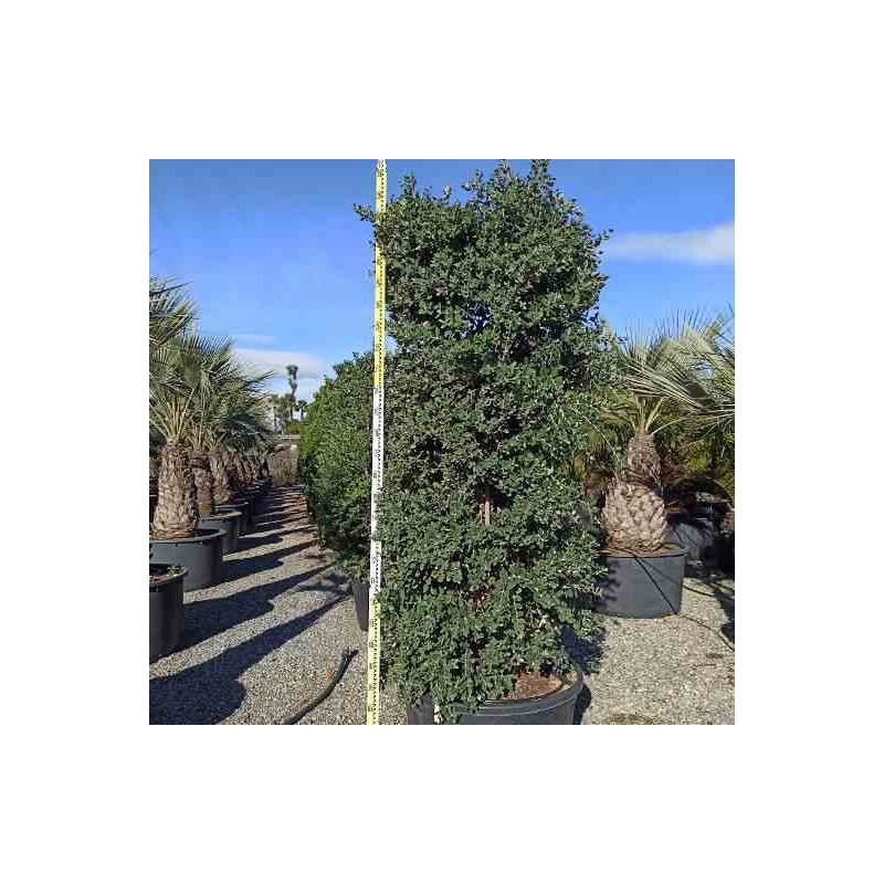 Metrosideros excelsa (Arbre de Noël)