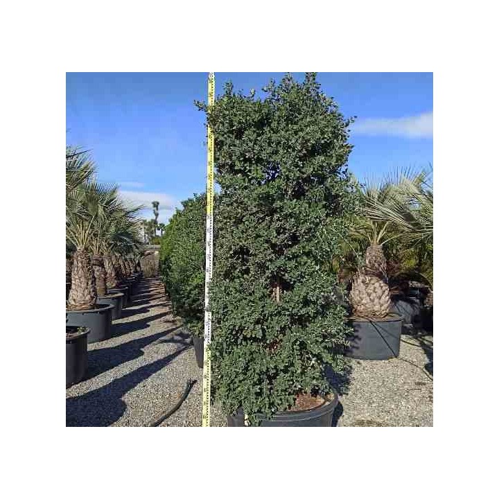 Metrosideros excelsa (Arbre de Noël)