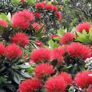 Metrosideros excelsa (Arbre de Noël)
