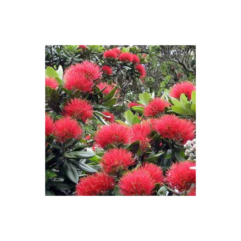 Metrosideros excelsa (Arbre de Noël)