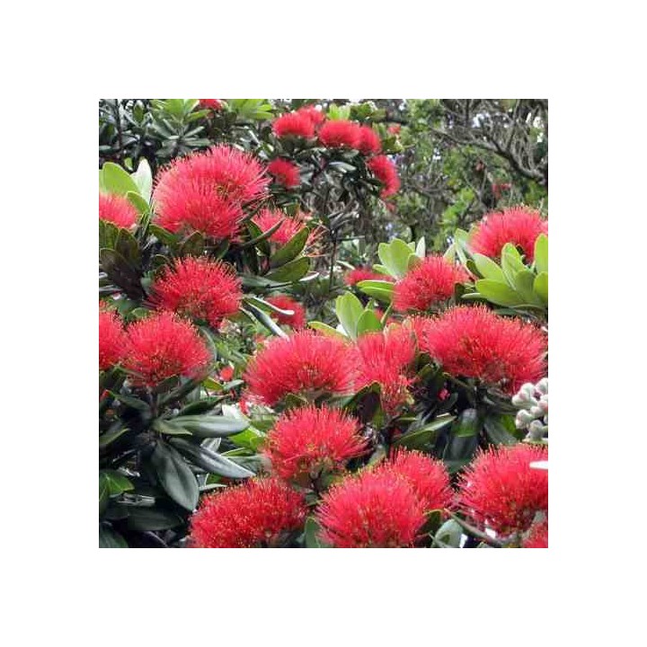 Metrosideros excelsa (Arbre de Noël)