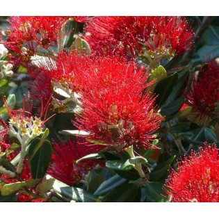 Metrosideros excelsa (Arbre de Noël)
