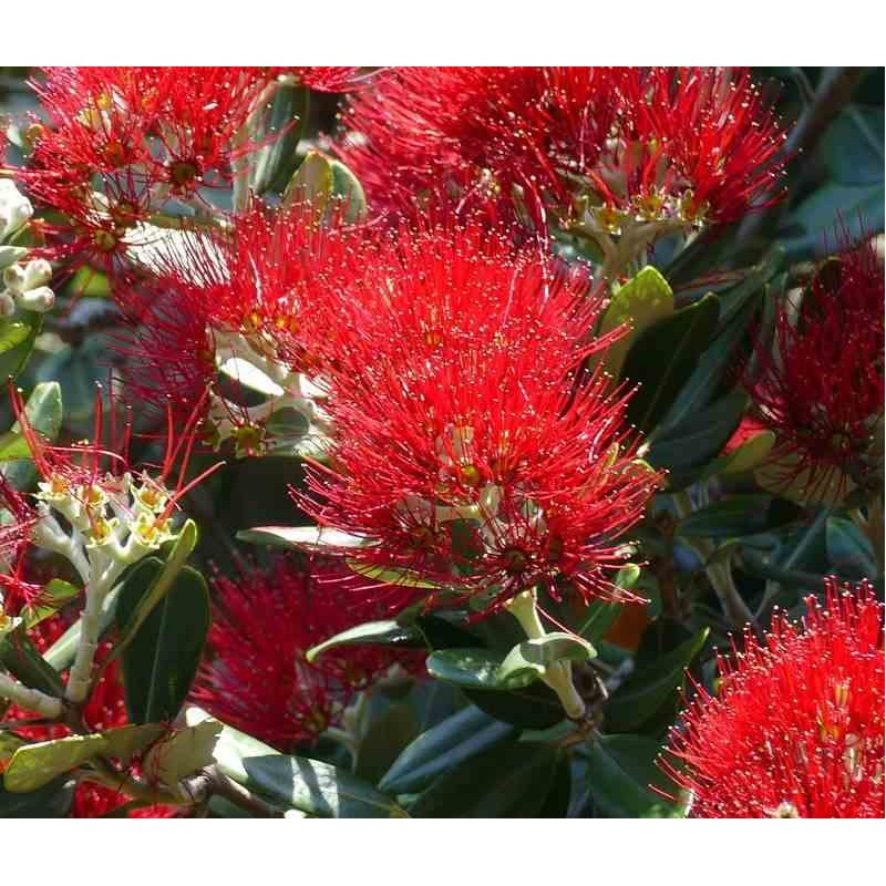 Metrosideros excelsa (Arbre de Noël)