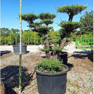Olea europaea (Oliviers) Multi-plateaux