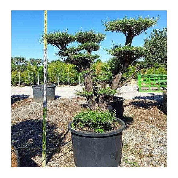 Olea europaea (Oliviers) Multi-plateaux