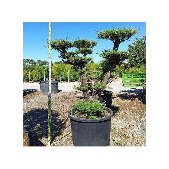 Olea europaea (Oliviers) Multi-plateaux