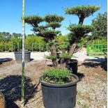 Olea europaea (Oliviers) Multi-plateaux