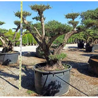 Olea europaea (Oliviers) Multi-plateaux