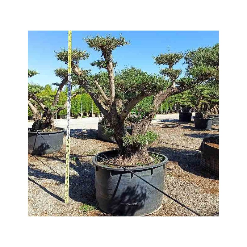Olea europaea (Oliviers) Multi-plateaux