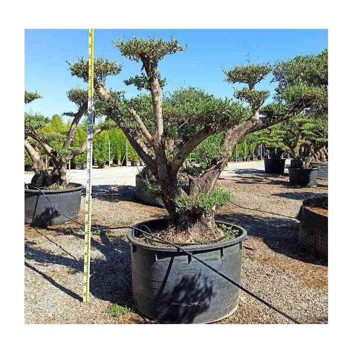 Olea europaea (Oliviers) Multi-plateaux
