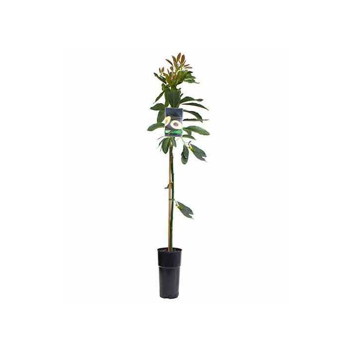 Avocatier : Persea americana var. Fuerte (De greffe)