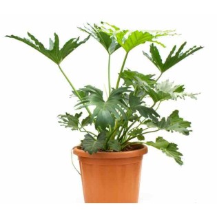 Philodendron selloum