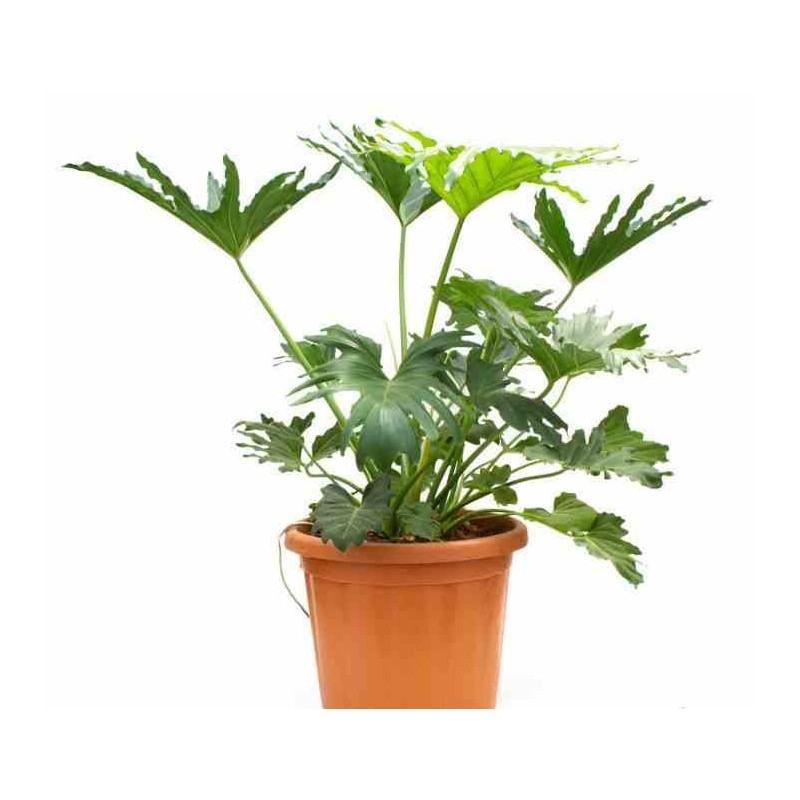 Philodendron selloum