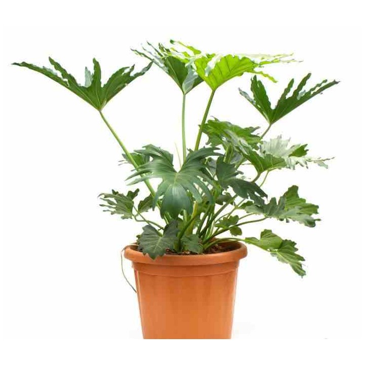 Philodendron selloum