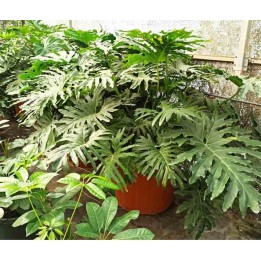 Philodendron selloum