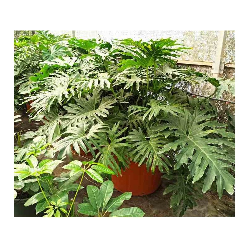 Philodendron selloum