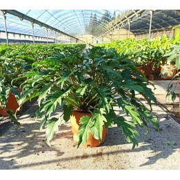 Philodendron xanadu