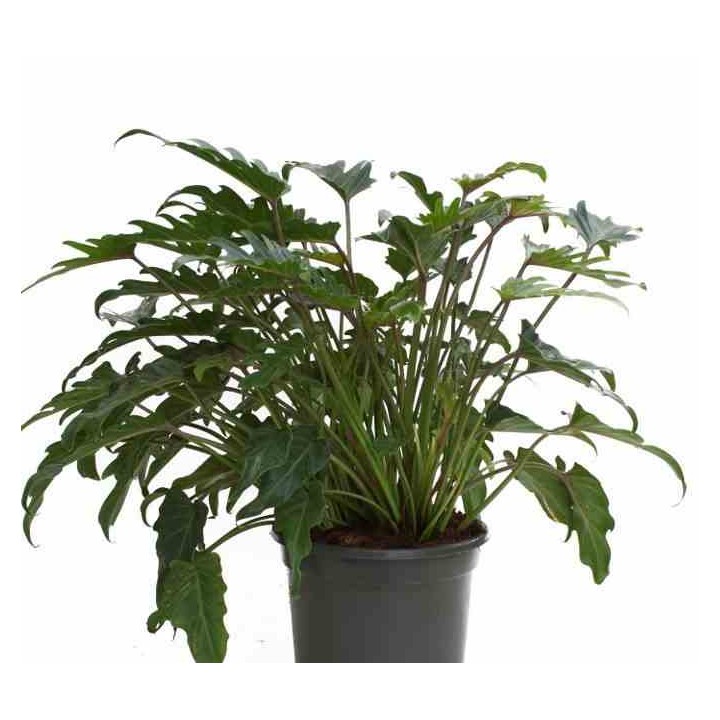 Philodendron xanadu