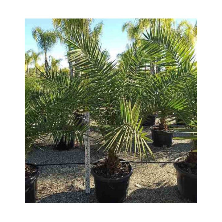 Phénix canariensis