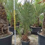 Phoenix dactylifera (Véritable dattier)